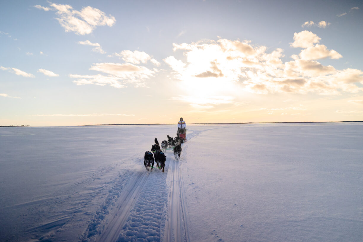 Hundspann i vinterlandskap med solen i horisonten.