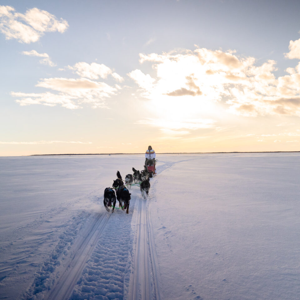 Hundspann i vinterlandskap med solen i horisonten.