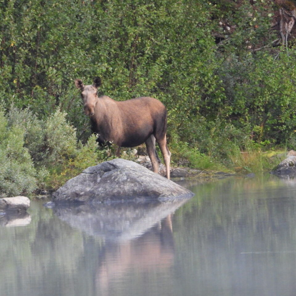 Älg står vid utkanten av en skog med vattnet framför sig.