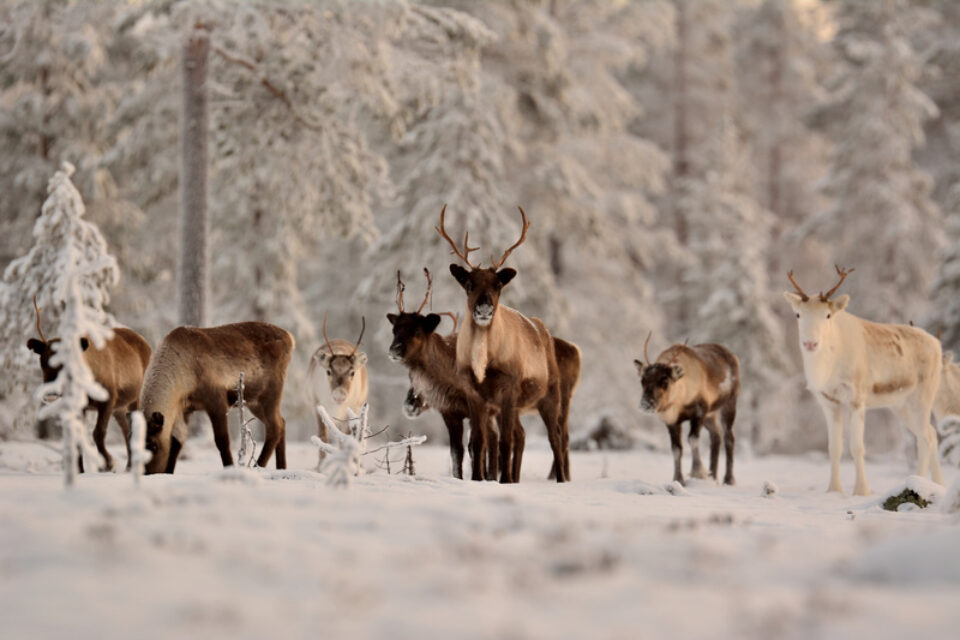 Ett gäng med renar i vinterlandskap.