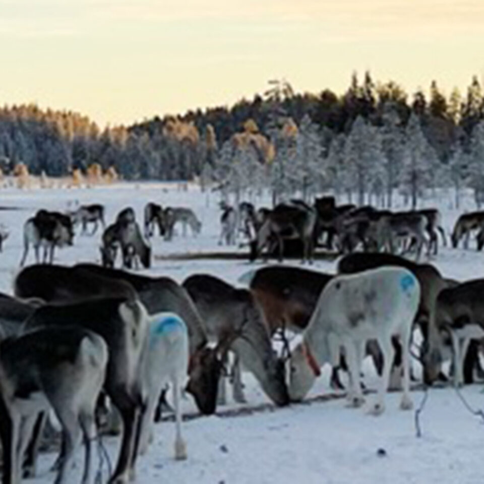 Renar i flock på isen.
