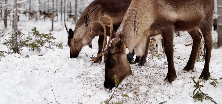 Renar betar i vinterskog.